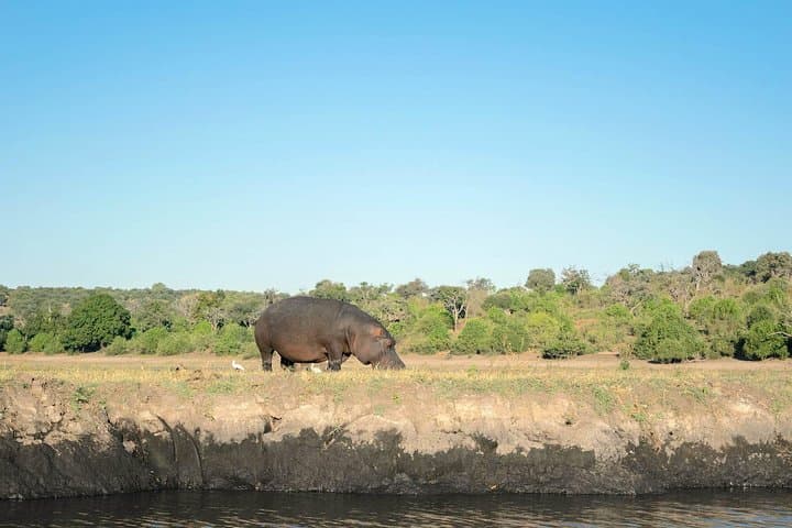 Chobe Day Trip: Boat Safari and Game Drive from Victoria Falls photo 3