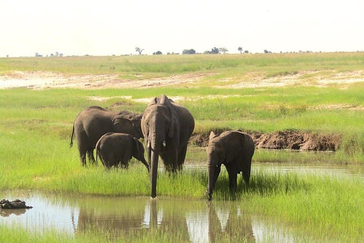 Chobe Day Trip: Boat Safari and Game Drive from Victoria Falls