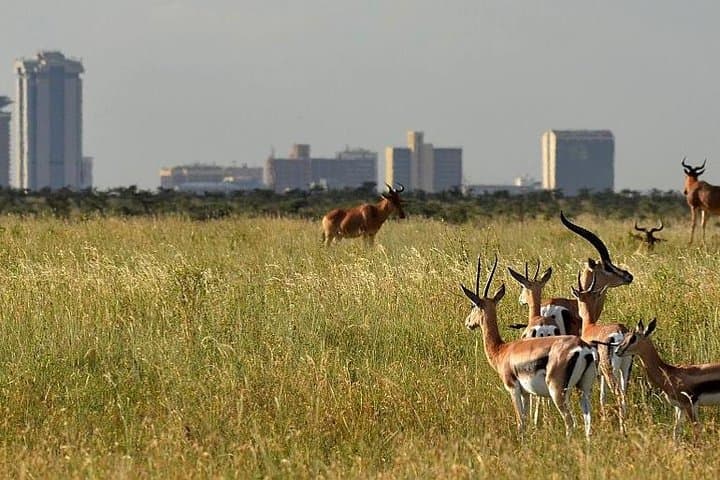 Exploring Nairobi National Park: A Half-Day Safari on the City’s Edge