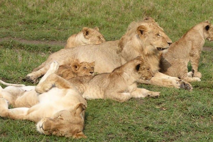 Exploring Nairobi National Park: A Half-Day Safari on the City’s Edge photo 2