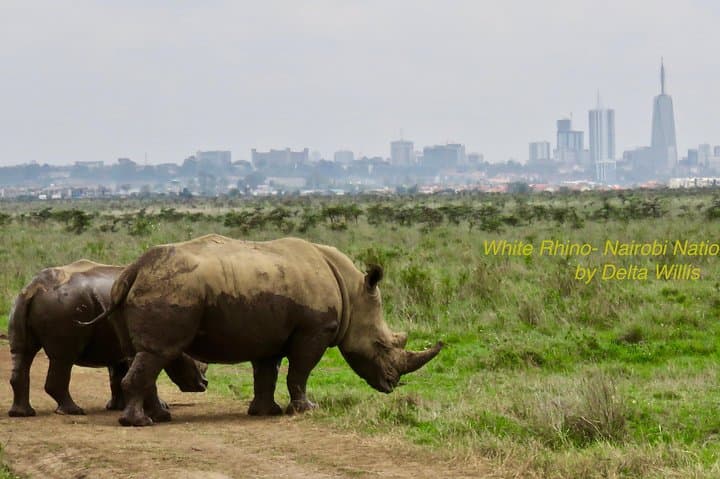 Exploring Nairobi National Park: A Half-Day Safari on the City’s Edge photo 4