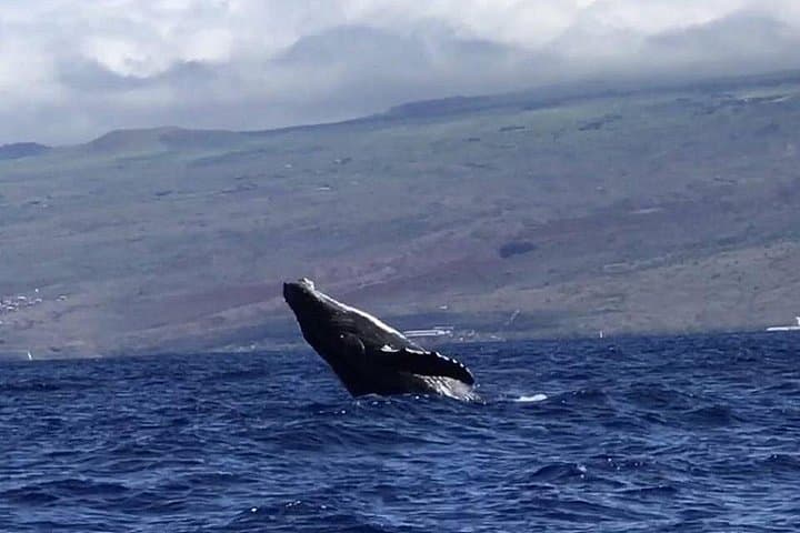 Waikiki Deluxe Catamaran Whale Watch — Honolulu Whale Watching Cruise from Kewalo Basin photo 3