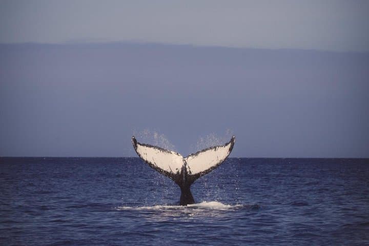 Waikiki Deluxe Catamaran Whale Watch — Honolulu Whale Watching Cruise from Kewalo Basin photo 1