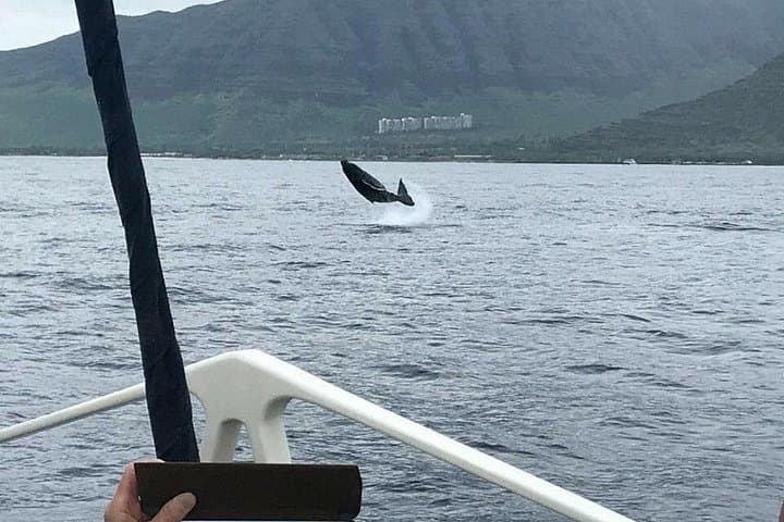 Waikiki Deluxe Catamaran Whale Watch — Honolulu Whale Watching Cruise from Kewalo Basin photo 2