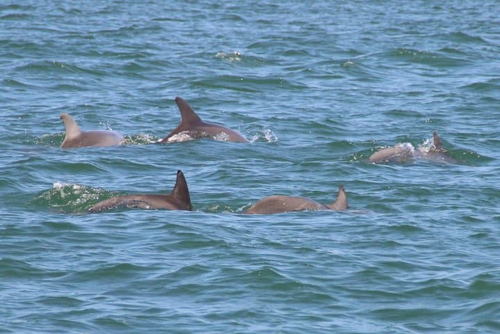 Clearwater Dolphin Watching & Compass Island Stop — 90-Min Tour from Clearwater Beach Marina photo 4