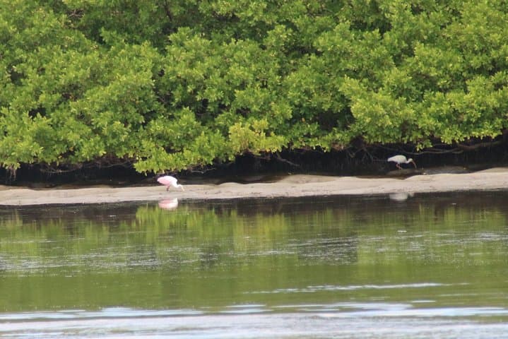 Clearwater Dolphin Watching & Compass Island Stop — 90-Min Tour from Clearwater Beach Marina photo 2
