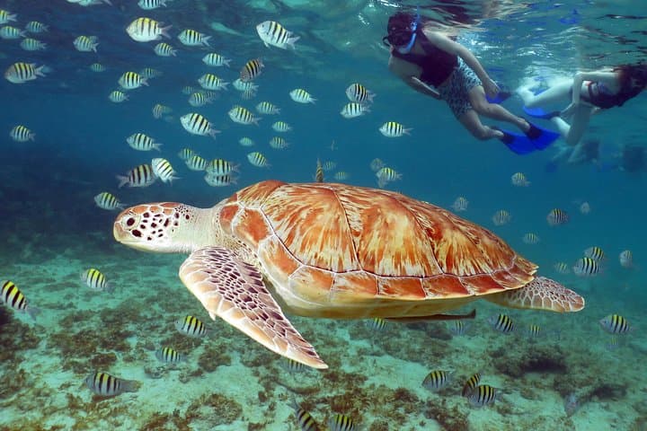Snorkel with Sea Turtles and Explore a Riviera Maya Cenote photo 2
