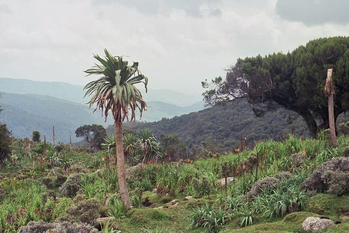 3-Day Bale Mountains Trekking: Sanetti Plateau & Harenna Forest Adventure