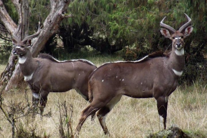 3-Day Bale Mountains Trekking: Sanetti Plateau & Harenna Forest Adventure photo 2