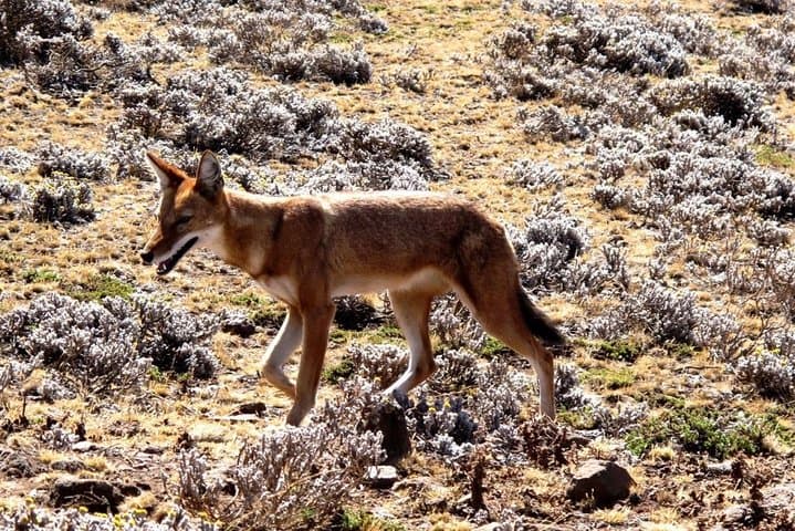 3-Day Bale Mountains Trekking: Sanetti Plateau & Harenna Forest Adventure photo 5