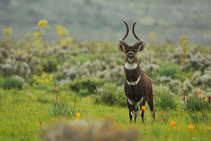 3-Day Bale Mountains Trekking: Sanetti Plateau & Harenna Forest Adventure photo 6
