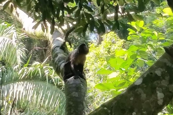 Tijuca Forest & Jardim Botânico: Rio's Urban Wilds and Hidden Treasures