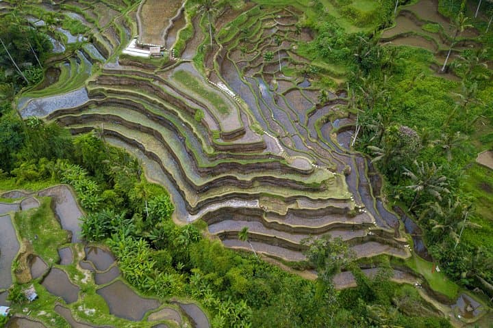 Ubud White Water Rafting, Rice Terrace & Jungle Swing Adventure photo 5
