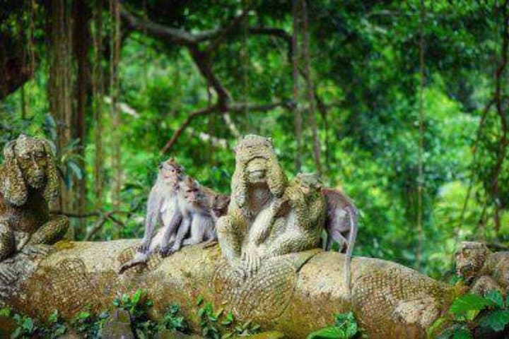Ubud Day Tour: Bali Swing, Monkey Forest, Rice Terraces & Waterfall photo 2