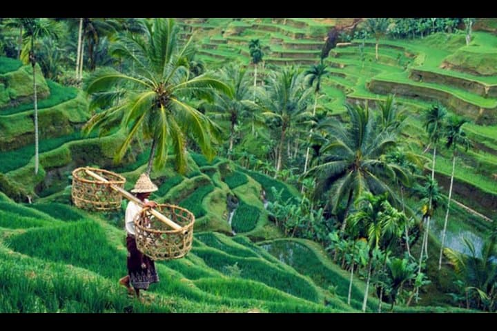 Ubud Day Tour: Bali Swing, Monkey Forest, Rice Terraces & Waterfall photo 3