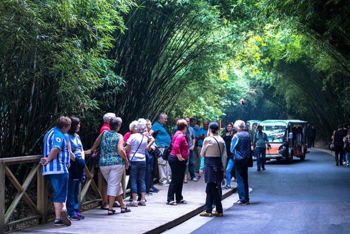 Private Half-Day Tour to Chengdu Panda Breeding Center — Up-Close Giant Panda Encounter photo 3