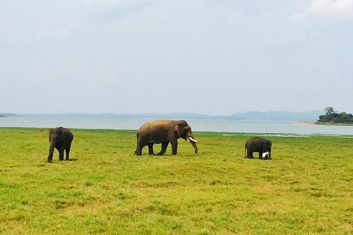 10-Day Explore Sri Lanka: Cultural Circuits, Tea Country & Yala Safaris photo 4