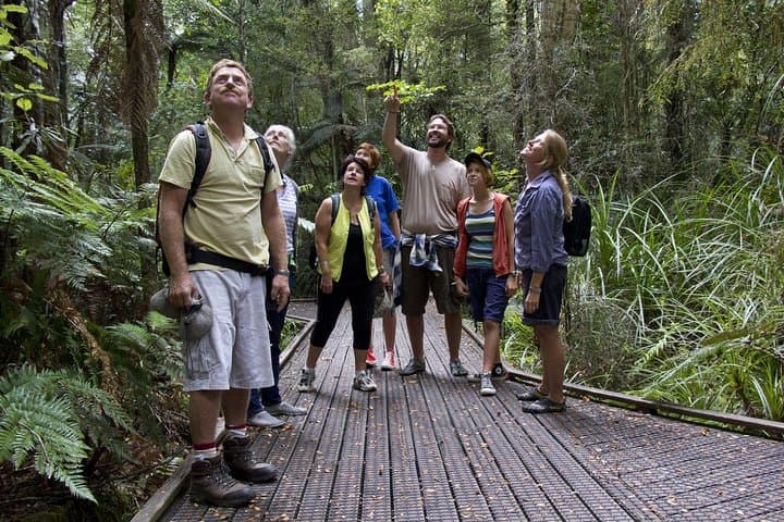 Puketi Rainforest Guided Walk — Bay of Islands Shore Excursion