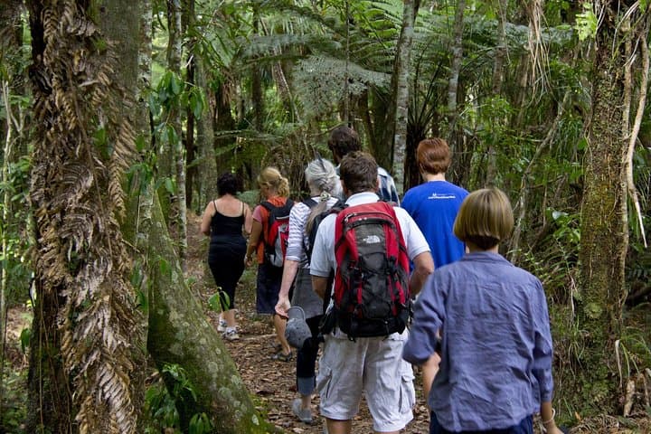 Puketi Rainforest Guided Walk — Bay of Islands Shore Excursion photo 3