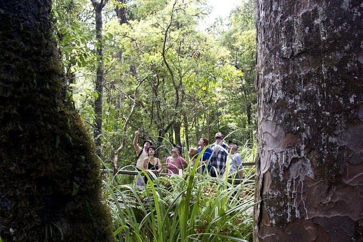 Puketi Rainforest Guided Walk — Bay of Islands Shore Excursion photo 4