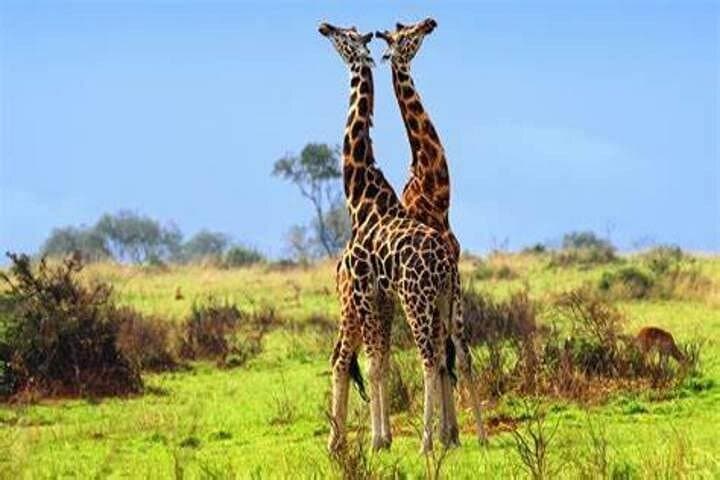 8-Day Best of Uganda Safari: Murchison Falls, Big Five & Source of the Nile photo 1