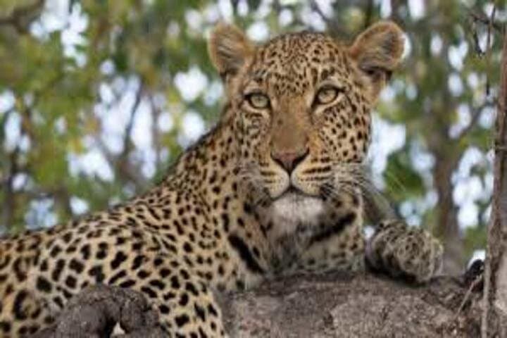 3-Day Lake Mburo Safari: Birding, Boat Cruise & Game Drives from Kampala