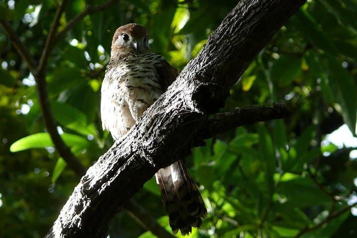 Black River Gorges Forest Hike — Mauritius Endemic Birds, Waterfalls & Coastal Vistas photo 6