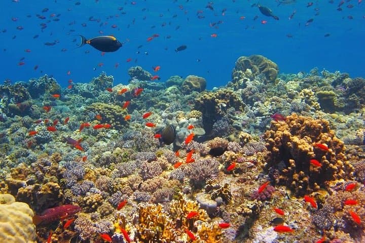 Hurghada Snorkeling Red Sea Day Cruise with Lunch and Transfers photo 3