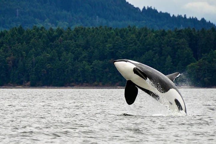 Juneau Whale Watching Adventure: Humpbacks in Auke Bay with Mendenhall Views photo 3