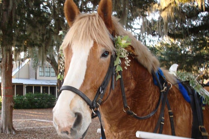 Beaufort Horse-Drawn Carriage Tour — Old Beaufort Historic District photo 3