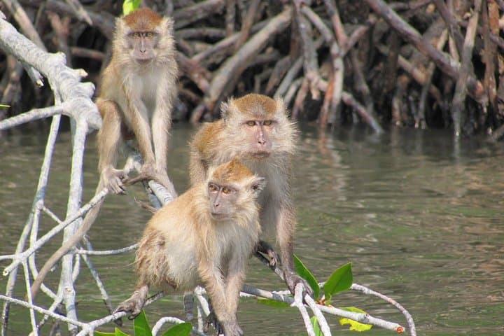 Private Mangrove & Kilim Karst Boat Tour — 2-Hour Langkawi Geopark Experience photo 1