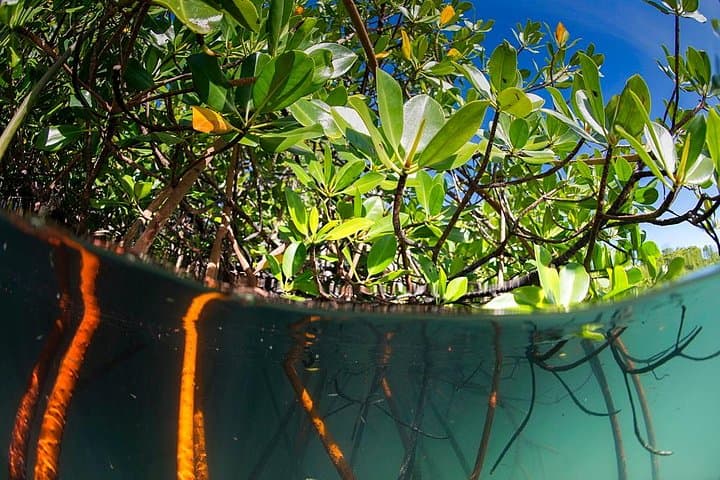 Private Mangrove & Kilim Karst Boat Tour — 2-Hour Langkawi Geopark Experience photo 2