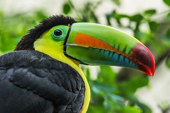 Private Arenal Birdwatching Experience at Arenal Observatory Lodge photo 2