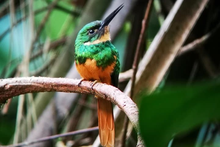 Private Arenal Birdwatching Experience at Arenal Observatory Lodge photo 5