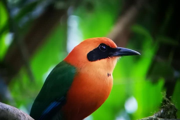 Private Arenal Birdwatching Experience at Arenal Observatory Lodge photo 6