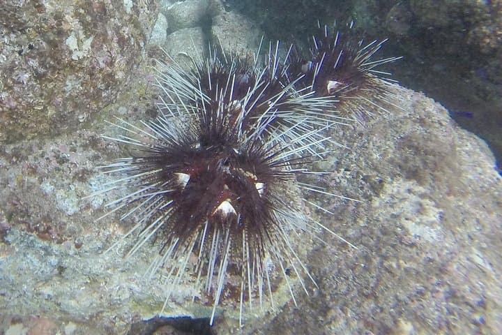 Tamarindo Snorkeling Tour: What to Expect on a 4‑Hour Pacific Boat Trip photo 4