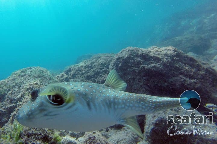 Tamarindo Snorkeling Tour: What to Expect on a 4‑Hour Pacific Boat Trip