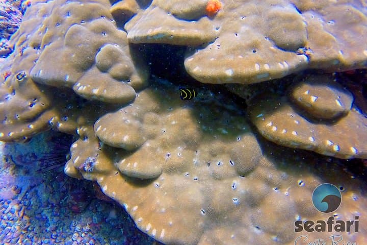 Tamarindo Snorkeling Tour: What to Expect on a 4‑Hour Pacific Boat Trip photo 5