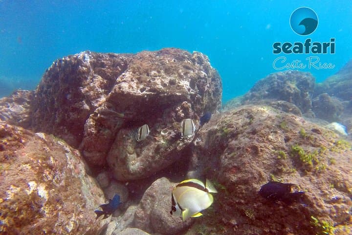 Tamarindo Snorkeling Tour: What to Expect on a 4‑Hour Pacific Boat Trip photo 6
