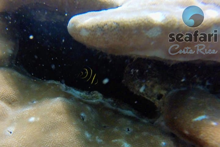 Tamarindo Snorkeling Tour: What to Expect on a 4‑Hour Pacific Boat Trip photo 3