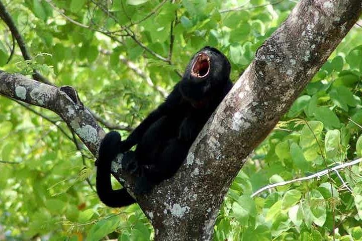 Manuel Antonio Day Trip from San José — Rainforest Trails, Beaches & Wildlife photo 3