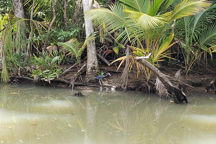 Indian River to Fort Shirley: Dominica’s Northern Excursion with Cold Soufrière photo 4