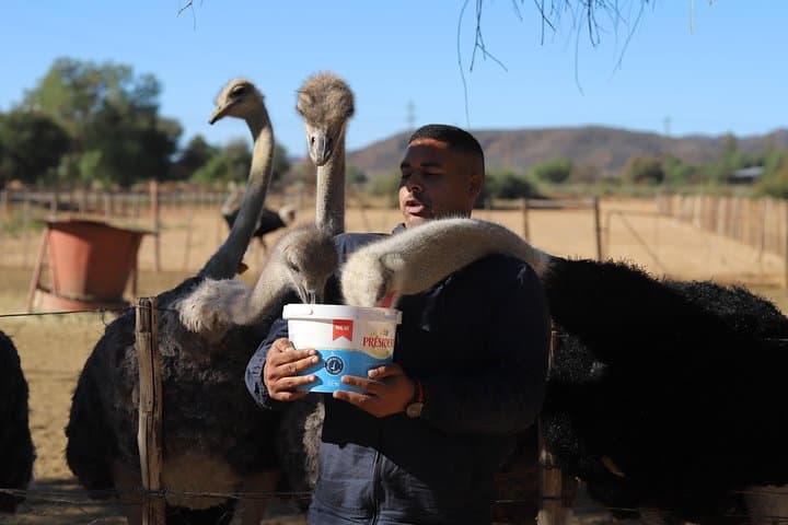 3-Day Garden Route Explorer: Cango Caves, Knysna Lagoon & Wildlife Safari photo 3