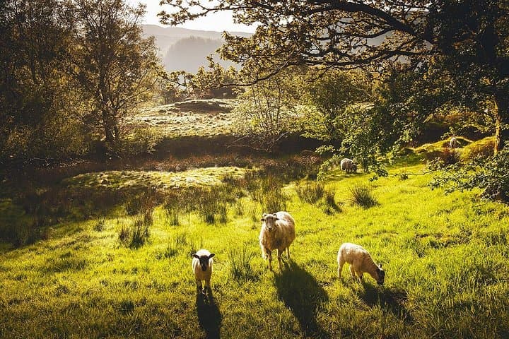 Windermere & Lake District Day Tour from Manchester with Lake Windermere Cruise