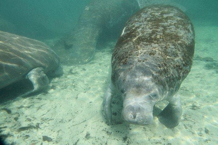 Snorkel with Manatees in Crystal River: Winter Springs Tour Guide photo 2