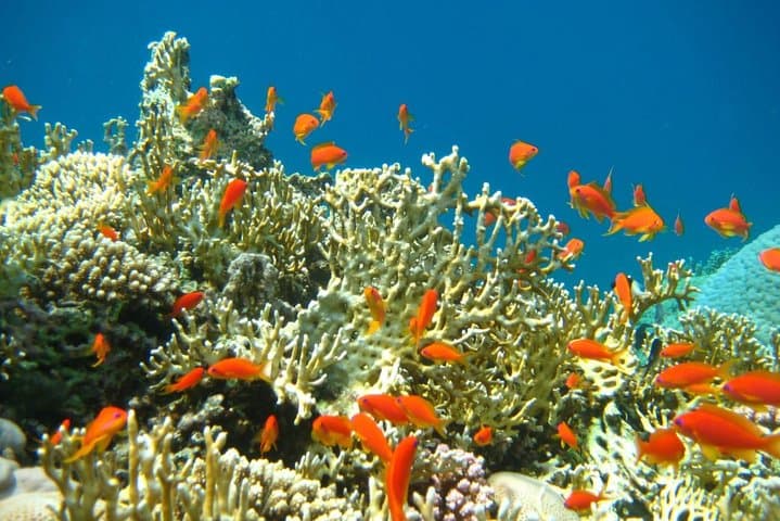 5-Day Cairo and Sharm El Sheikh Private Tour: Pyramids, Red Sea & Ras Mohamed photo 3