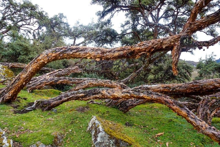 Hike the Inca Trail in Cajas National Park — Day Trip from Cuenca photo 6