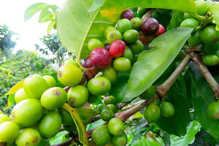 La Cascada Arcoiris: Coffee Farm & Rainbow Waterfall Tour in Jericó photo 6