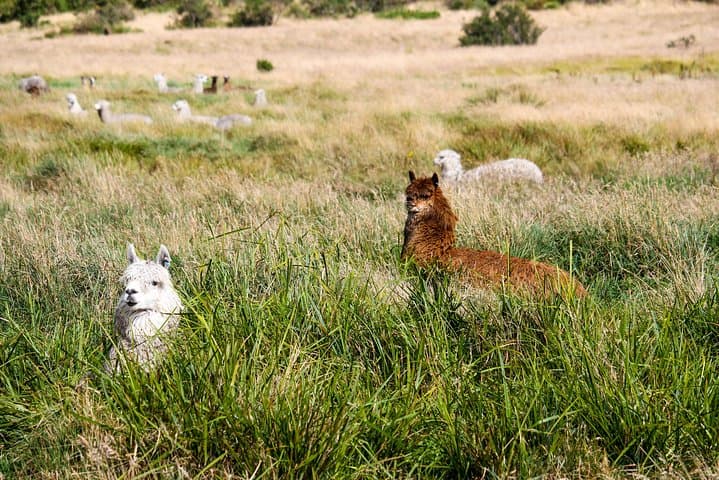 Cajas National Park Hike & Thermal Baths Day Trip from Cuenca photo 6