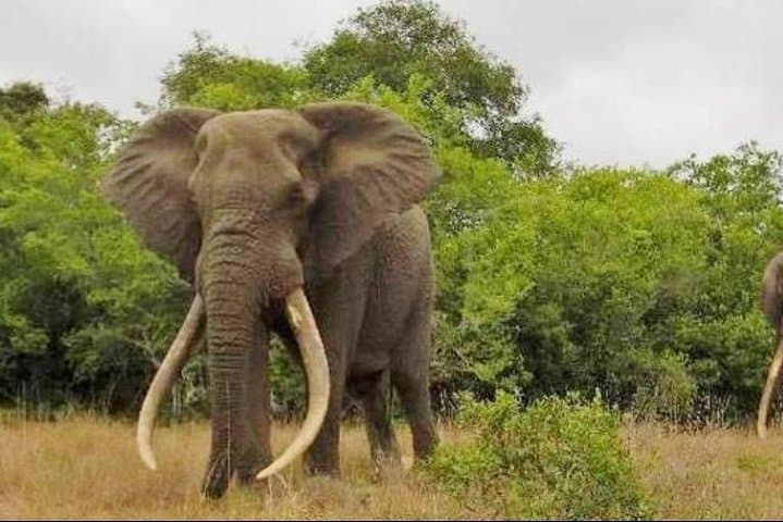 Full-Day Private Addo Elephant Safari: Big-Game Drives from Port Elizabeth